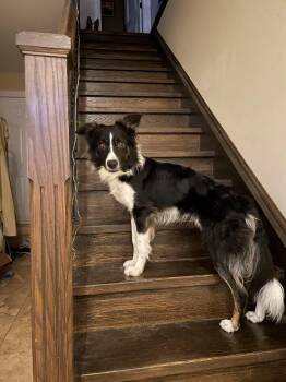Rescue Border Collie Dogs for Adoption in Toronto, Ontario - Leo | PetCurious
