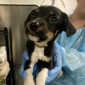 Annabelle -  Rat Terrier and Mixed Breed Dog for Adoption in Kansas City, Missouri - Annabelle | PetCurious
