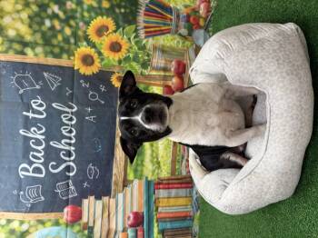 Tim -  Jack Russell Terrier and Mixed Breed Dog for Adoption in Statesboro, Georgia - Tim | PetCurious