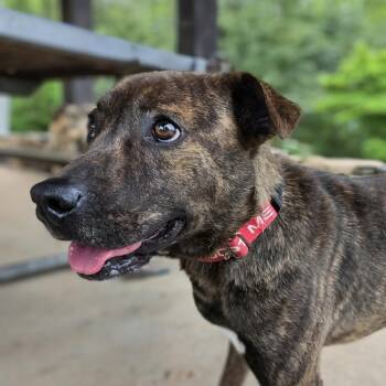 Dexter -  Bluetick Coonhound Dog for Adoption in Shelby, North Carolina - Dexter | PetCurious