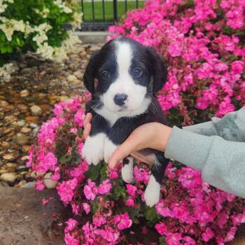 Hound and Border Collie Dogs Available for Adoption in Lathrop, California - Skye | PetCurious