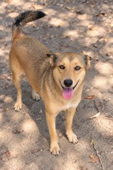 Sally -  Carolina Dog Dog for Adoption in Sumter, South Carolina - Sally | PetCurious