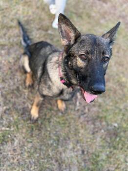 NOVA -  German Shepherd Dog Dog for Adoption in New York, New York - NOVA | PetCurious