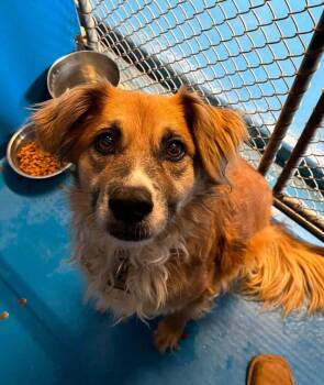 Cleopatra -  German Shepherd Dog and Mixed Breed Dog for Adoption in Calgary, Alberta - Cleopatra | PetCurious