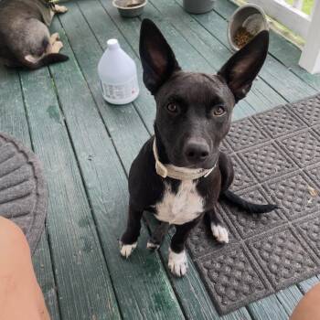 Rescue Australian Cattle Dog Blue Heeler and Catahoula Leopard Dog Dogs for Adoption in Holly Hill, South Carolina - Stormy | PetCurious