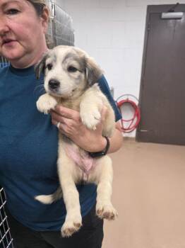 Bubbles -  Husky Dog for Adoption in Nacogdoches, Texas - Bubbles | PetCurious