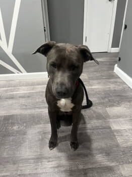 Rescue Greyhound and Terrier Dogs for Adoption - Goose | PetCurious