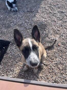 Connie -  Australian Cattle Dog Blue Heeler Dog for Adoption in Lafayette, Colorado - Connie | PetCurious