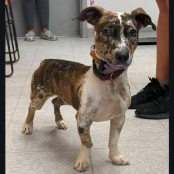 Rhett -  Catahoula Leopard Dog and Dachshund Dog for Adoption in Baton Rouge, Louisiana - Rhett | PetCurious