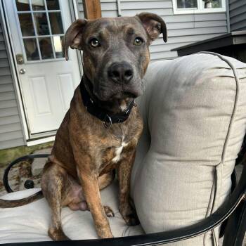 Memphis -  Terrier Dog for Adoption in North Syracuse, New York - Memphis | PetCurious