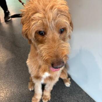 May -  Mixed Breed Dog for Adoption in Allentown, Pennsylvania - May | PetCurious