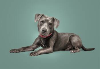 Rescue Pit Bull Terrier Dogs for Adoption in Brentwood, Missouri - TILLES | PetCurious