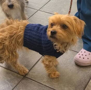 Rescue Yorkshire Terrier Dogs for Adoption in Hillside, Illinois - Lucas CA | PetCurious
