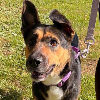 Calliope -  Shepherd Dog for Adoption in Waterloo, Iowa - Calliope | PetCurious