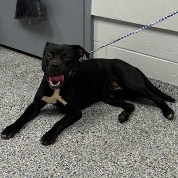 Ziggy -  Mixed Breed Dog for Adoption in Greenville, South Carolina - Ziggy | PetCurious