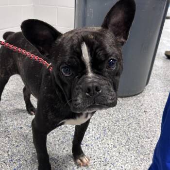 Boston Terrier and French Bulldog Dogs Available for Adoption in Greenville, South Carolina - Fawkes | PetCurious