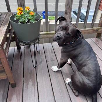 Mixed Breed Dogs Available for Adoption in Pittsburgh, Pennsylvania - Stanley | PetCurious