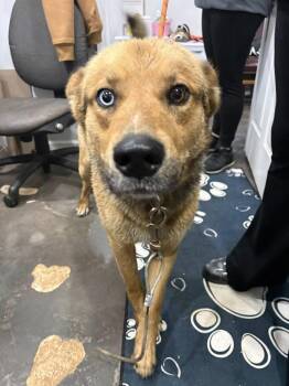 German Shepherd Dog Dogs Available for Adoption in Munfordville, Kentucky - Zion | PetCurious