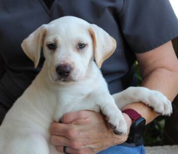 Marley 44211 -  Labrador Retriever Dog for Adoption in Prattville, Alabama - Marley 44211 | PetCurious