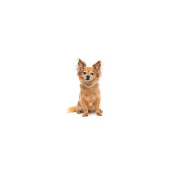 Chihuahua Dogs Available for Adoption in Los Angeles, California - Remy | PetCurious