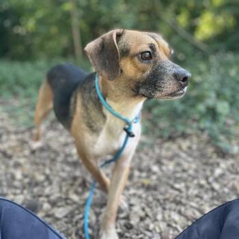Jesse -  Mixed Breed Dog for Adoption in Edwardsville, Illinois - Jesse | PetCurious