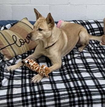 Groot -  German Shepherd Dog and Labrador Retriever Dog for Adoption in York, South Carolina - Groot | PetCurious