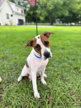 Bette Davis -  Boxer and Labrador Retriever Dog for Adoption in Aiken, South Carolina - Bette Davis | PetCurious