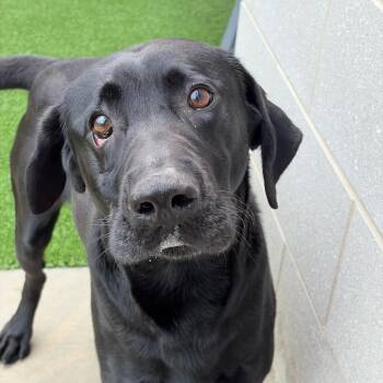 Harvey HW+ -  Labrador Retriever and Mixed Breed Dog for Adoption in Northbrook, Illinois - Harvey HW+ | PetCurious