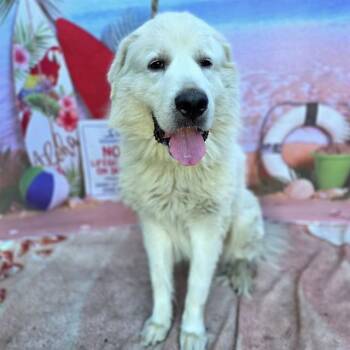 BOB -  Great Pyrenees Dog for Adoption in Long Beach, California - BOB | PetCurious