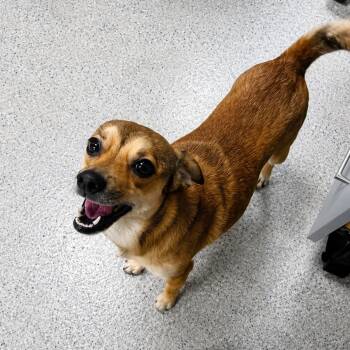 Chihuahua and Mixed Breed Dogs Available for Adoption in Hopkinton, Massachusetts - Socko | PetCurious