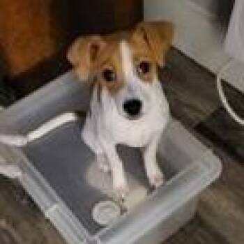 Jack Russell Terrier Dogs Available for Adoption - Lily | PetCurious