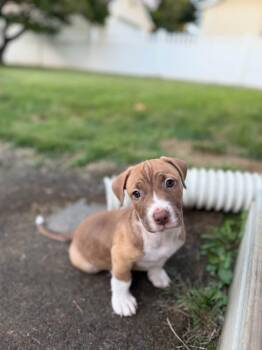Graham -  Beagle and Terrier Dog for Adoption in Berlin, New Jersey - Graham | PetCurious