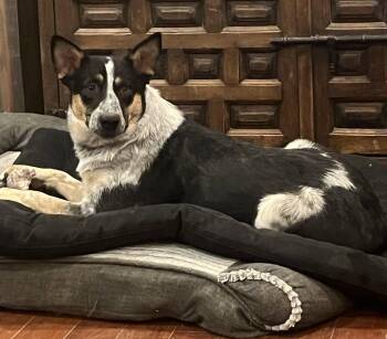 Mavis -  Australian Cattle Dog Blue Heeler Dog for Adoption in Longmont, Colorado - Mavis | PetCurious