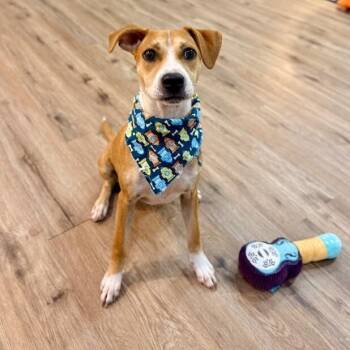 Buster Sweets The Gentle Soul -  Boxer and Pit Bull Terrier Dog for Adoption in Friendswood, Texas - Buster Sweets The Gentle Soul | PetCurious