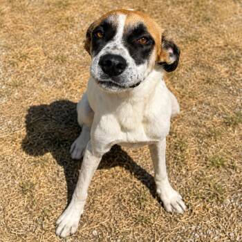 Badger D46425 -  Cattle Dog and Mixed Breed Dog for Adoption in Corsicana, Texas - Badger D46425 | PetCurious