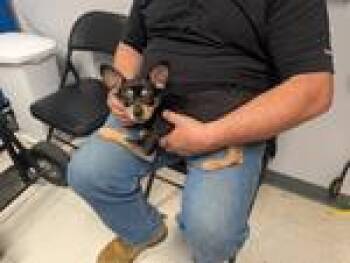Chihuahua and Dachshund Dogs Available for Adoption in Maysville, Kentucky - Cooper | PetCurious