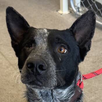 Rescue Mixed Breed Dogs for Adoption in Las Cruces, New Mexico - 99522 | PetCurious