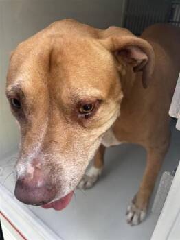 GIDDEON -  Labrador Retriever and Mixed Breed Dog for Adoption in Houston, Texas - GIDDEON | PetCurious