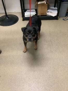 Rescue Mixed Breed Dogs for Adoption in Fort Worth, Texas - 59835297 | PetCurious