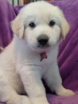 Great Pyrenees Dogs Available for Adoption in Kiowa, Oklahoma - Orbit | PetCurious