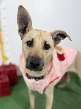 Queen-One of our Amazing Rescue Dogs -  Carolina Dog and Labrador Retriever Dog for Adoption in Carlsbad, California - Queen-One Of Our Amazing Rescue Dogs | PetCurious