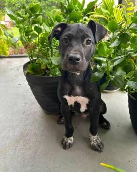 Stitch -  Labrador Retriever and Pointer Dog for Adoption in Clearwater, Florida - Stitch | PetCurious