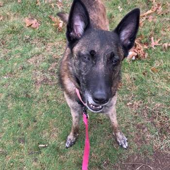 Dutch Shepherd Dogs Available for Adoption in Methuen, Massachusetts - DESDAMONA | PetCurious