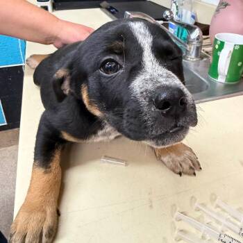 Australian Cattle Dog Blue Heeler and Mixed Breed Dogs Available for Adoption in Ardmore, Oklahoma - Bonnie | PetCurious