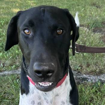 Cruz -  German Shorthaired Pointer Dog for Adoption in Pottsville, Pennsylvania - Cruz | PetCurious