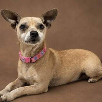 MIMI -  Chihuahua Dog for Adoption in Graham, Washington - MIMI | PetCurious