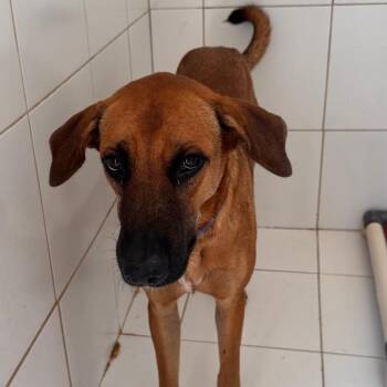 Don Julio -  Mixed Breed Dog for Adoption in Vieques, Vieques - Don Julio | PetCurious