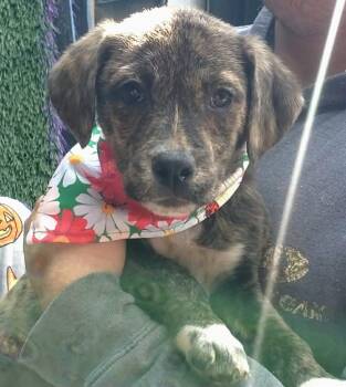 Rescue Mixed Breed Dogs for Adoption in Woolwich, Maine - Doc | PetCurious