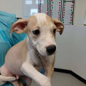 Acorn Cap -  Mixed Breed Dog for Adoption in Austin, Texas - Acorn Cap | PetCurious