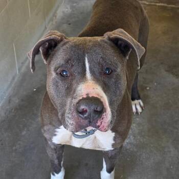 Chauncey -  Terrier Dog Available for Adoption in Bronson, Florida - Chauncey | PetCurious